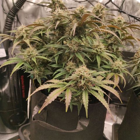 North Thunderfuck Auto RQS growlog photo: 15:15