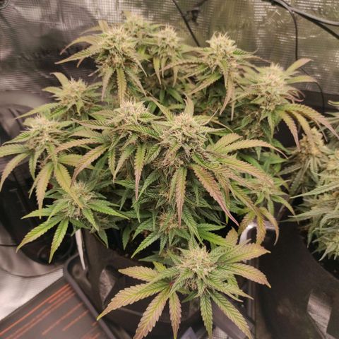 North Thunderfuck Auto RQS growlog photo: 15:15