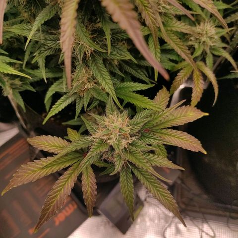 North Thunderfuck Auto RQS growlog timeline photo