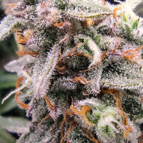 3 growlog timeline photo