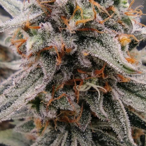 3 growlog timeline photo