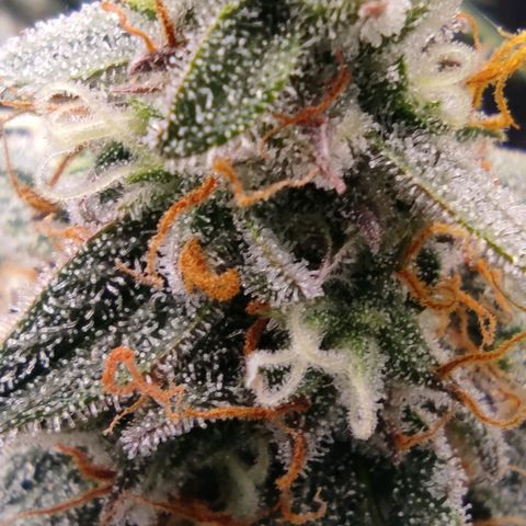 3 growlog timeline photo