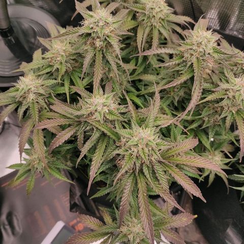 North Thunderfuck Auto RQS growlog timeline photo