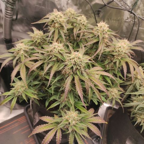 North Thunderfuck Auto RQS growlog photo: 21:30