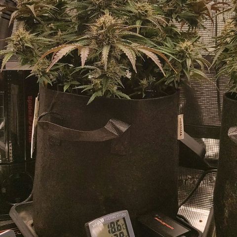 North Thunderfuck Auto RQS growlog photo: 21:30