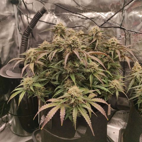 North Thunderfuck Auto RQS growlog photo: 21:30