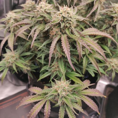 North Thunderfuck Auto RQS growlog photo: 21:30