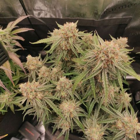 3 growlog timeline photo