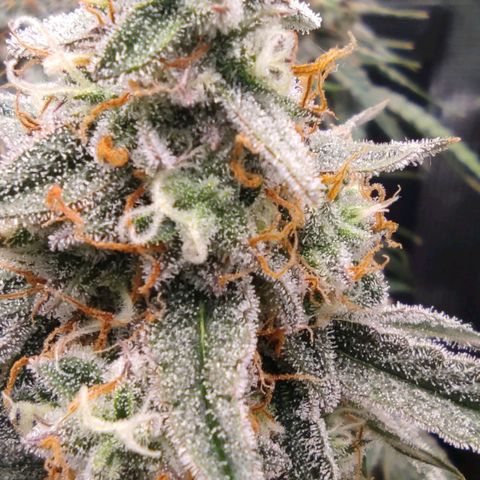 3 growlog photo: 21:30