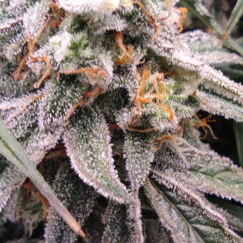3 growlog photo: 21:30