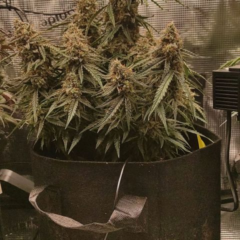 3 growlog photo: 21:30