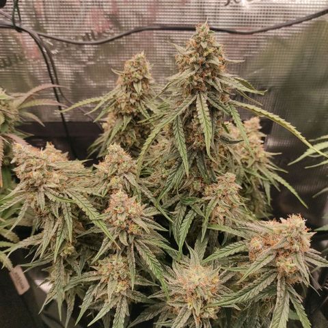 3 growlog photo: 21:30
