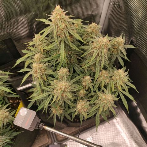 6 growlog timeline photo