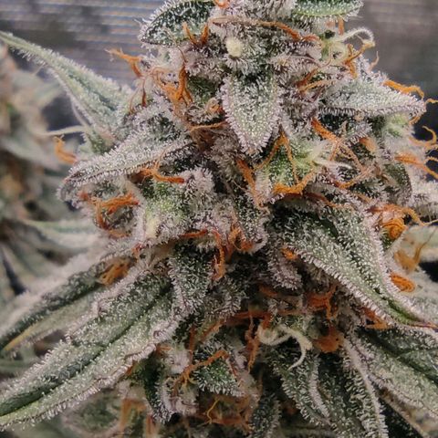 3 growlog photo: 21:30