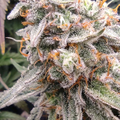 3 growlog photo: 21:30