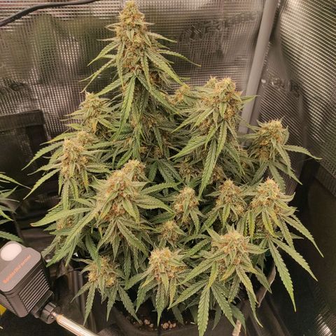 6 growlog photo: 21:30