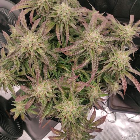 North Thunderfuck Auto RQS growlog timeline photo