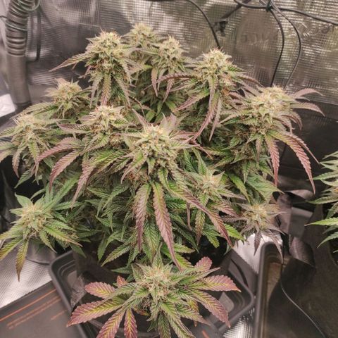 North Thunderfuck Auto RQS growlog photo: 19:30