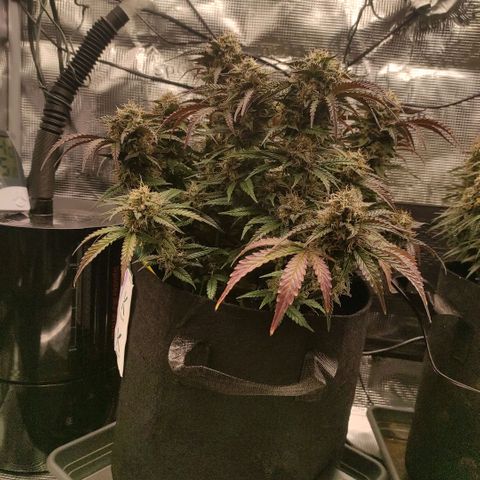 North Thunderfuck Auto RQS growlog photo: 19:30