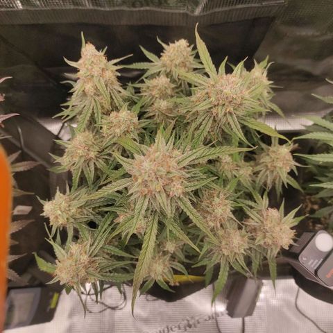 3 growlog timeline photo