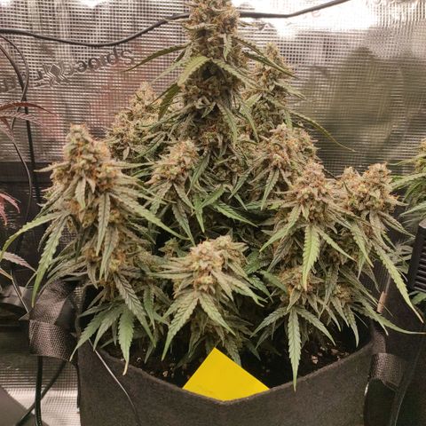 3 growlog photo: 19:30