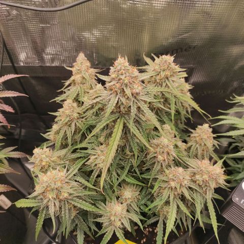 3 growlog photo: 19:30