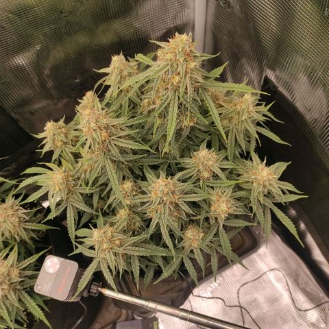 6 growlog timeline photo