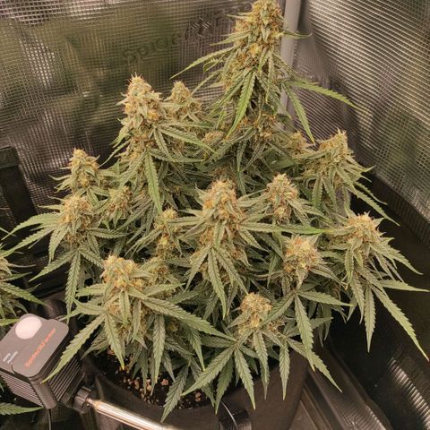6 growlog photo: 19:30