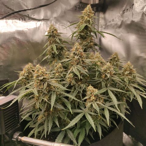 6 growlog photo: 19:30