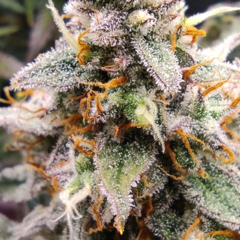 3 growlog photo: 12 Uhr
