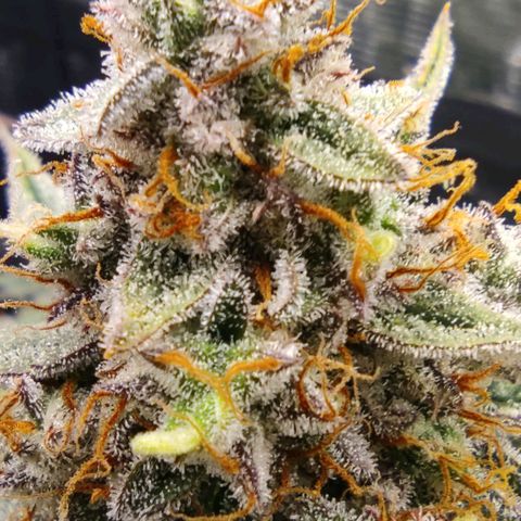 3 growlog photo: 12 Uhr