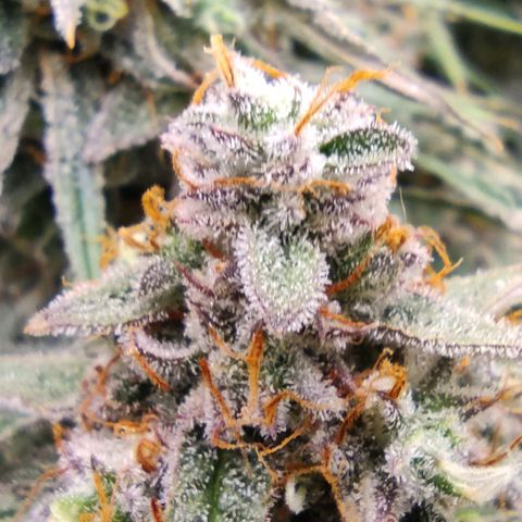 3 growlog photo: 12 Uhr