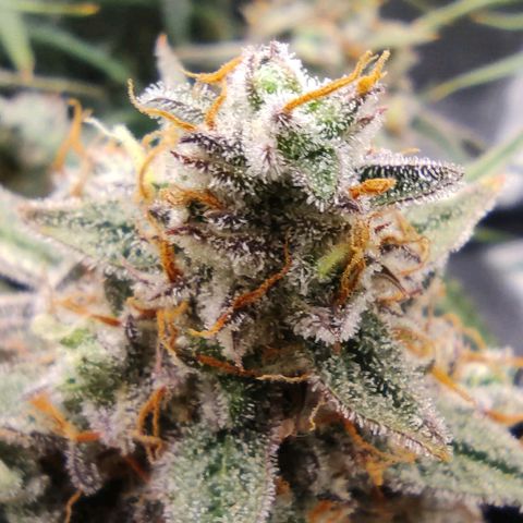 3 growlog photo: 12 Uhr