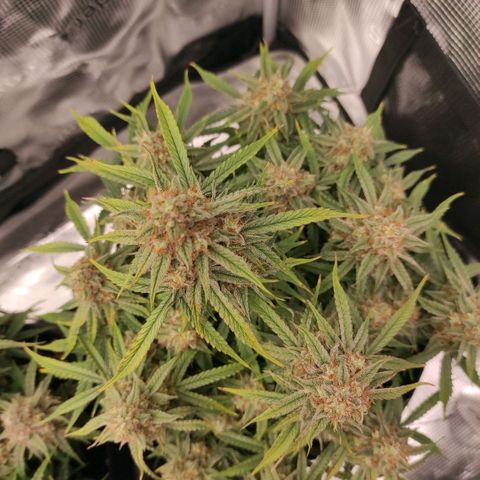 6 growlog timeline photo