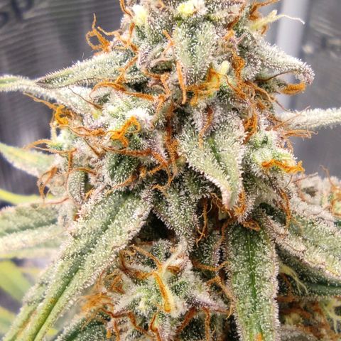 6 growlog photo: 15:00