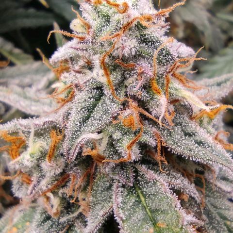 6 growlog photo: 15:00