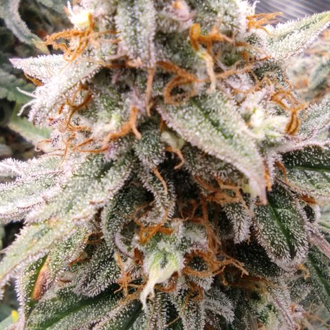 6 growlog photo: 15:00