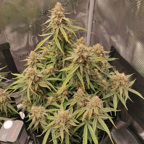 6 growlog photo: 15:00