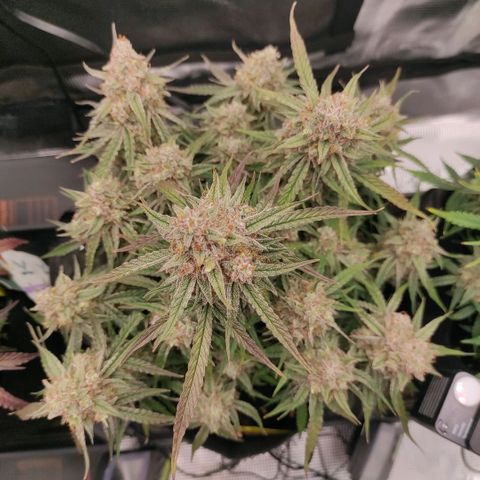 3 growlog timeline photo