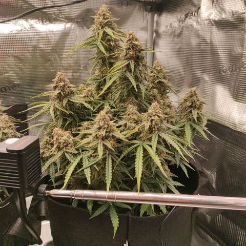 6 growlog photo: 15:00
