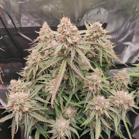 3 growlog photo: 15:00