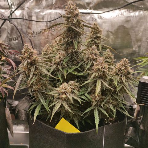 3 growlog photo: 15:00