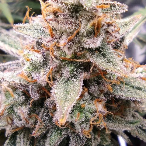 3 growlog photo: 15:00