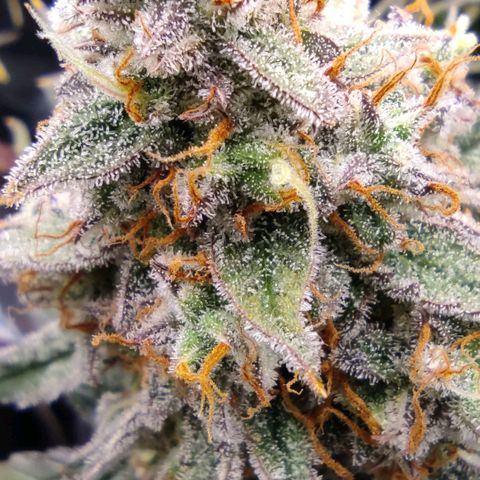 3 growlog photo: 15:00