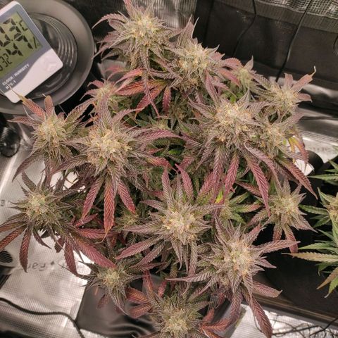 North Thunderfuck Auto RQS growlog timeline photo