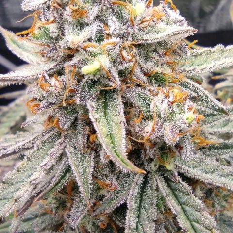 3 growlog photo: 15:00