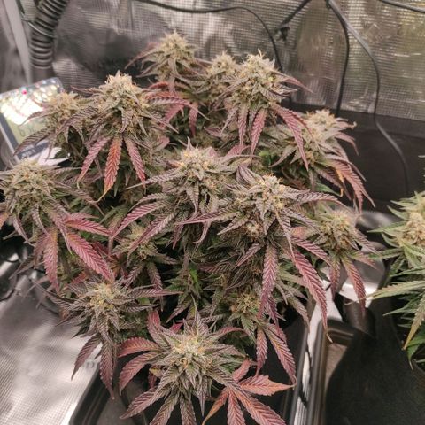 North Thunderfuck Auto RQS growlog photo: 15:00