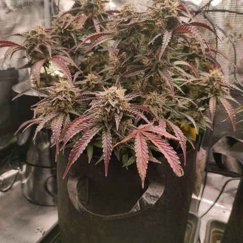 North Thunderfuck Auto RQS growlog photo: 15:00