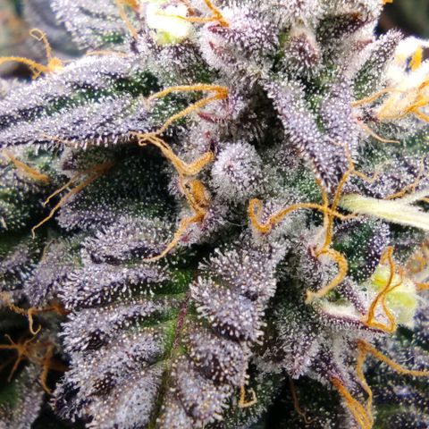 North Thunderfuck Auto RQS growlog photo: 15:00