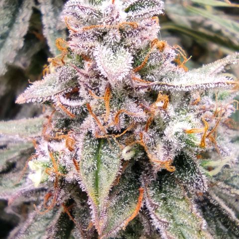 3 growlog photo: 15:00
